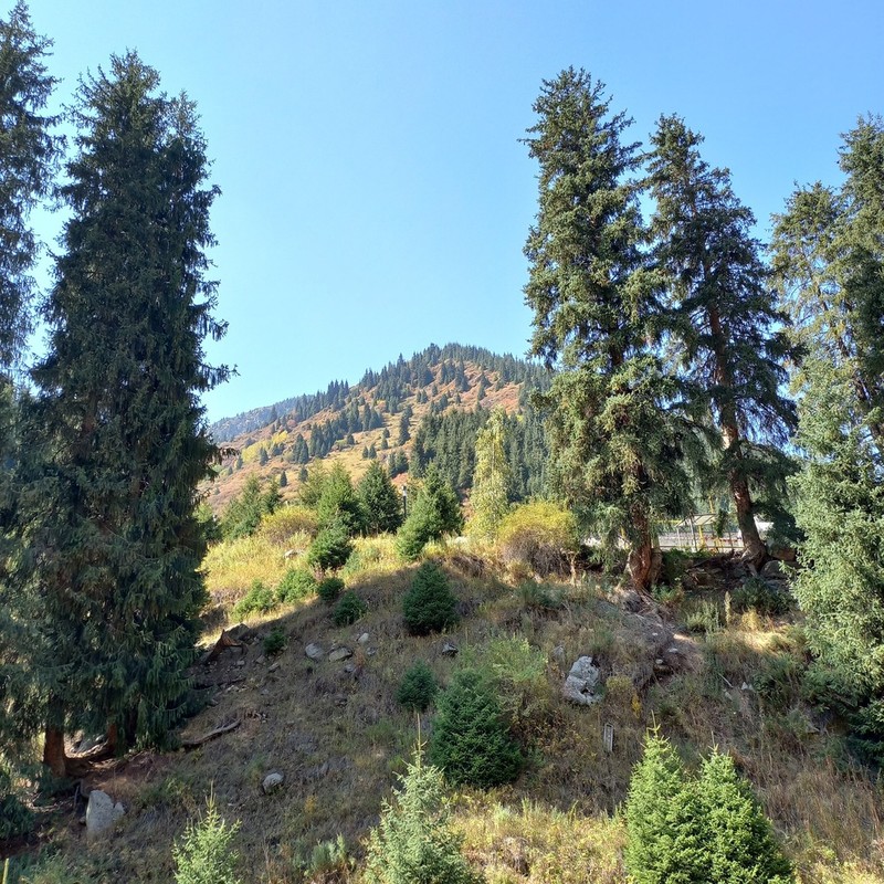 Picea schrenkiana photo 7