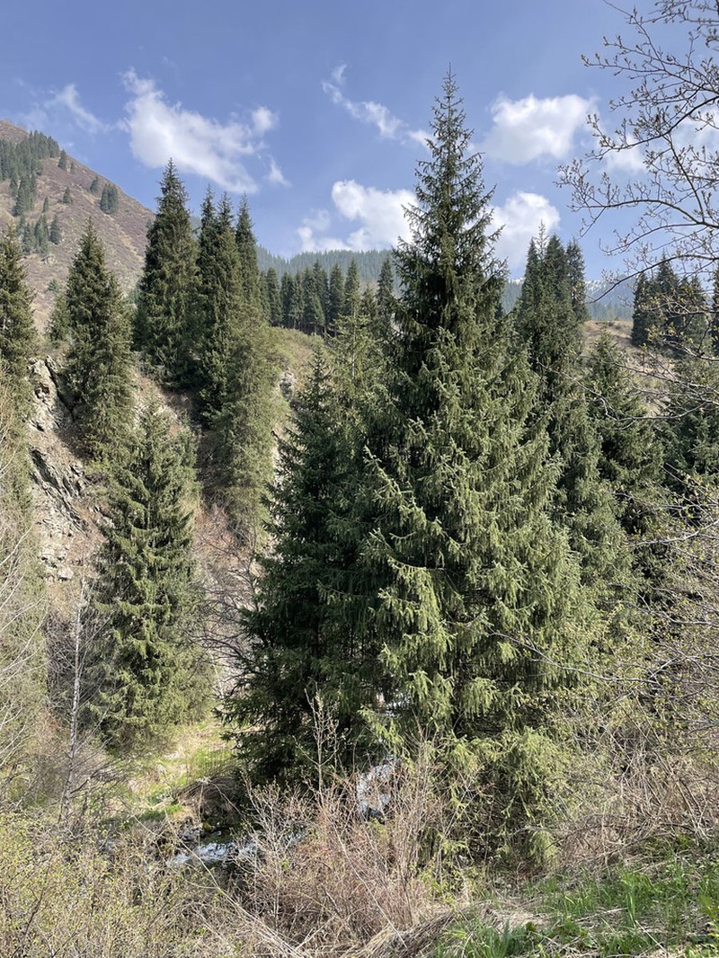Picea schrenkiana photo 8
