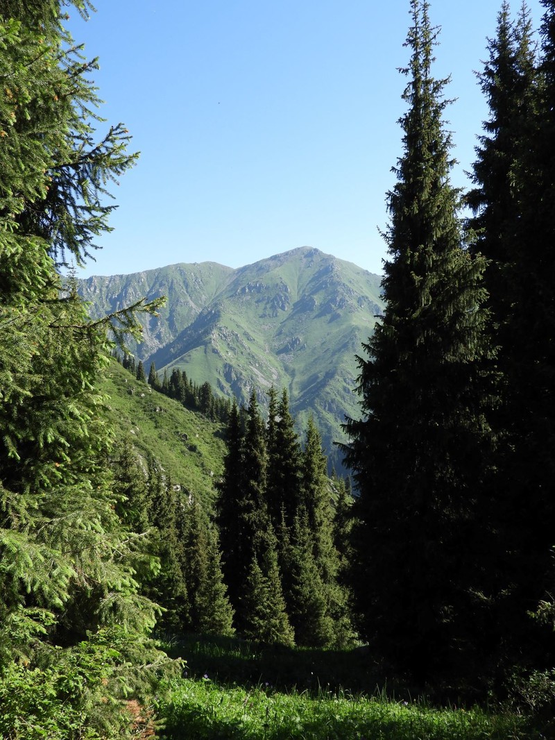 Picea schrenkiana subsp. schrenkiana