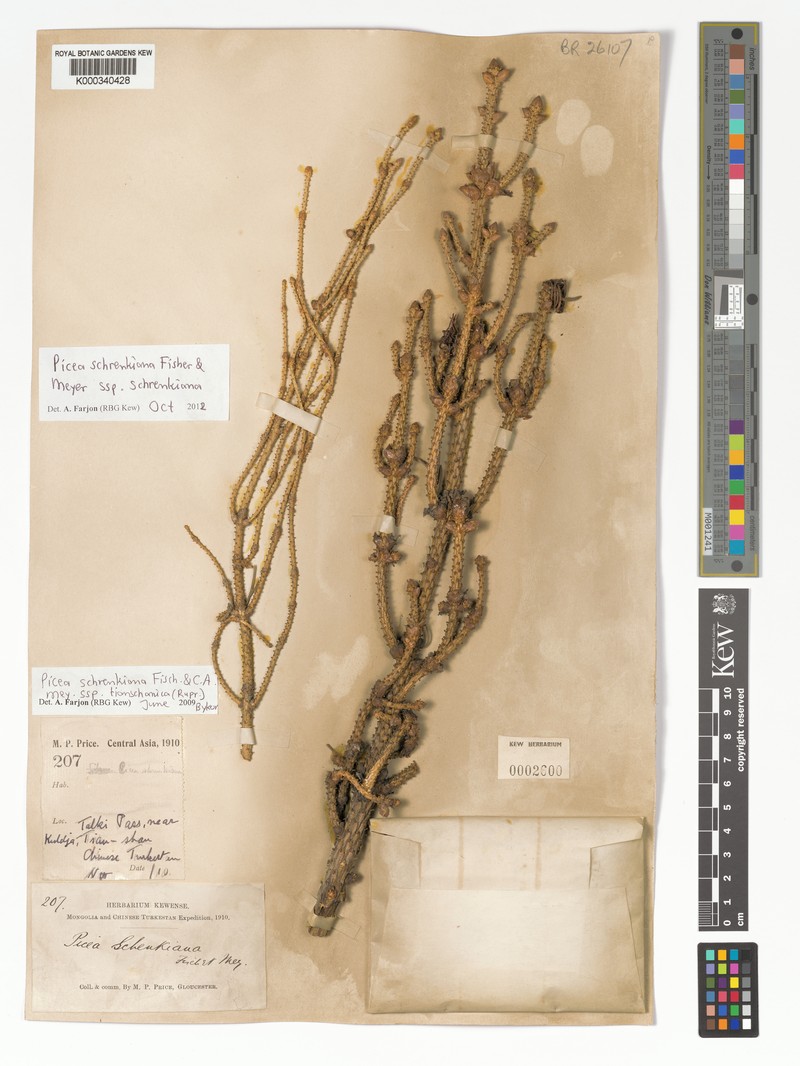 Picea schrenkiana subsp. schrenkiana photo 2