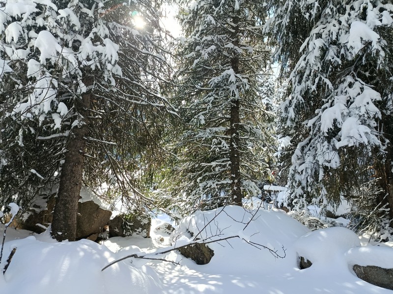 Picea schrenkiana subsp. tianschanica