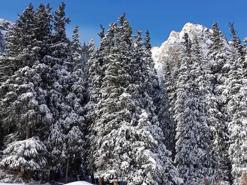 Picea schrenkiana subsp. tianschanica photo 2