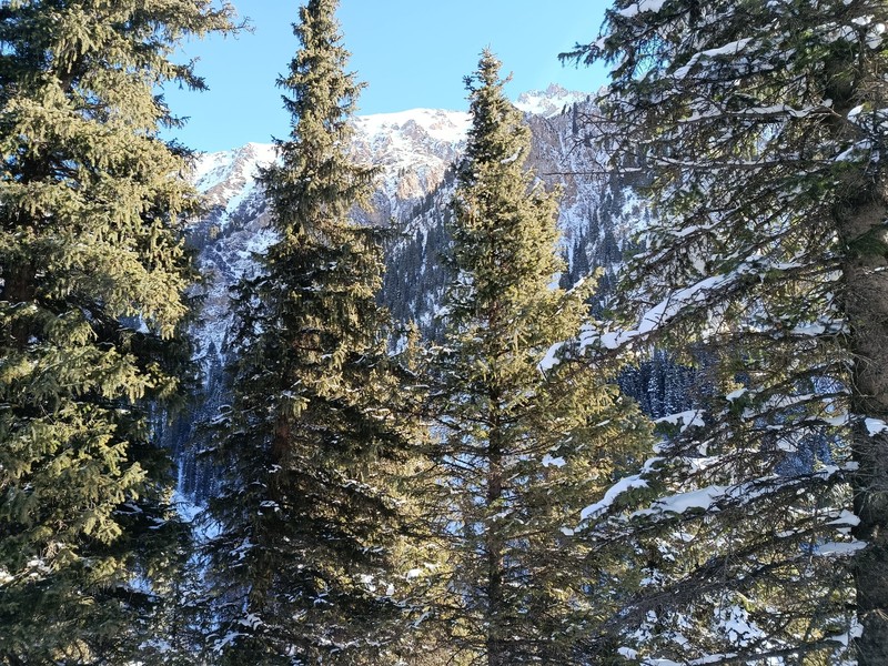 Picea schrenkiana subsp. tianschanica photo 3