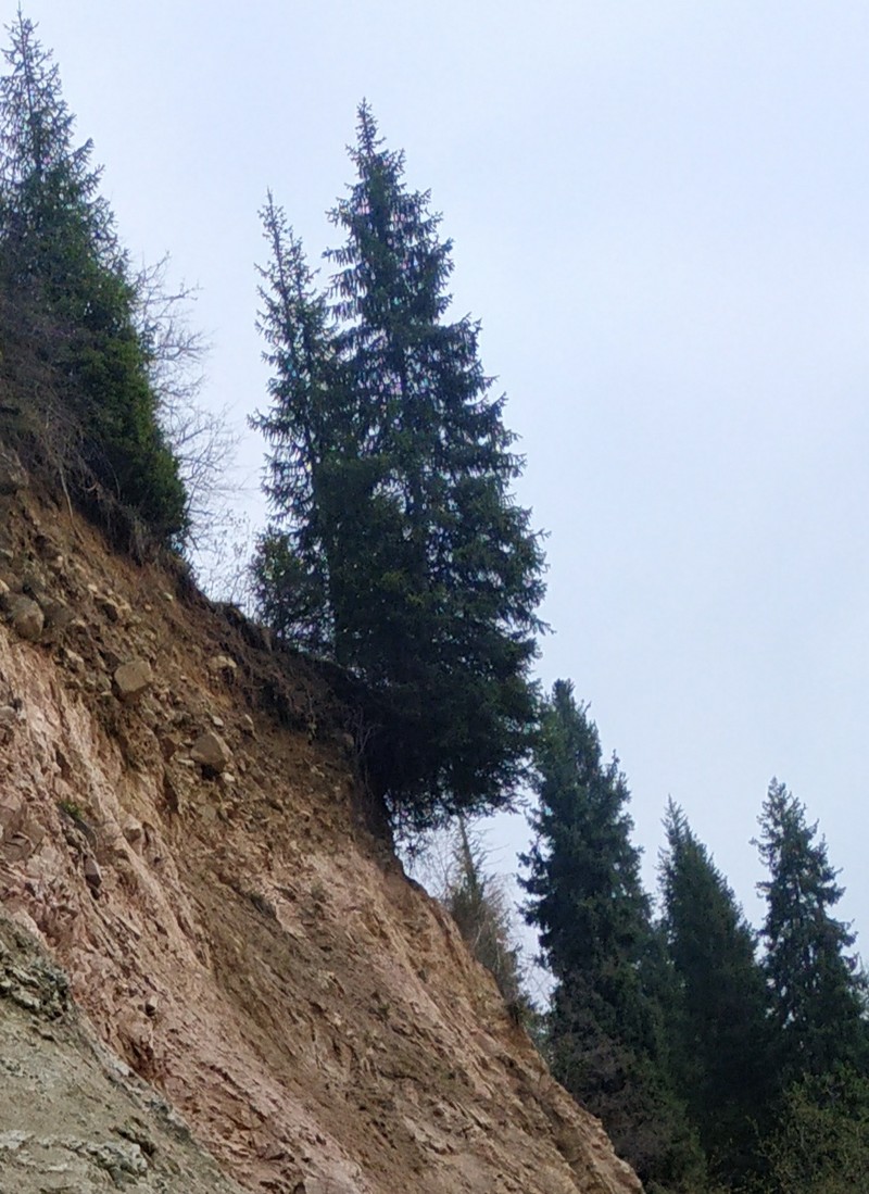 Picea schrenkiana subsp. tianschanica photo 4