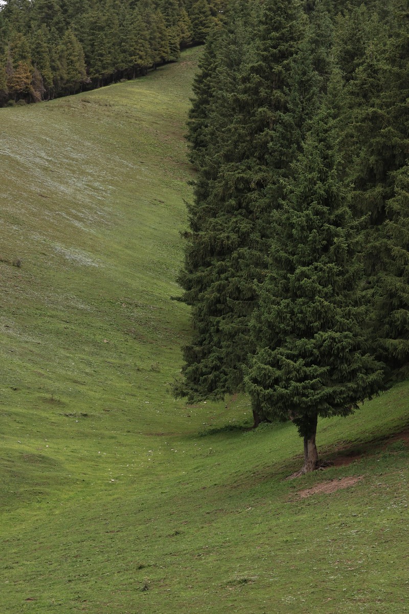 Picea schrenkiana subsp. tianschanica photo 5