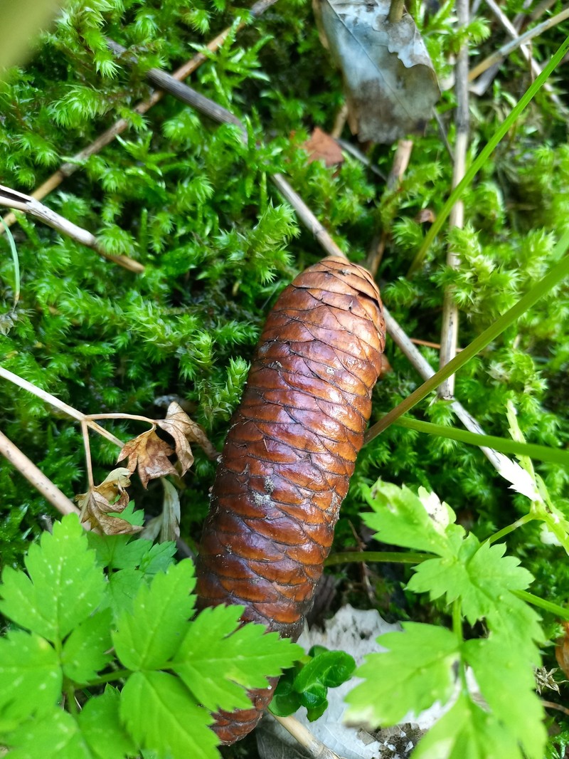 Picea schrenkiana subsp. tianschanica photo 8