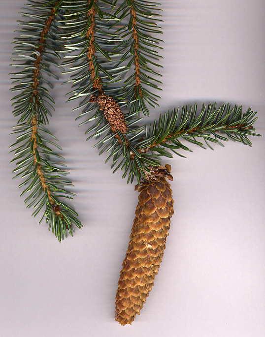 Sitka Spruce photo 5
