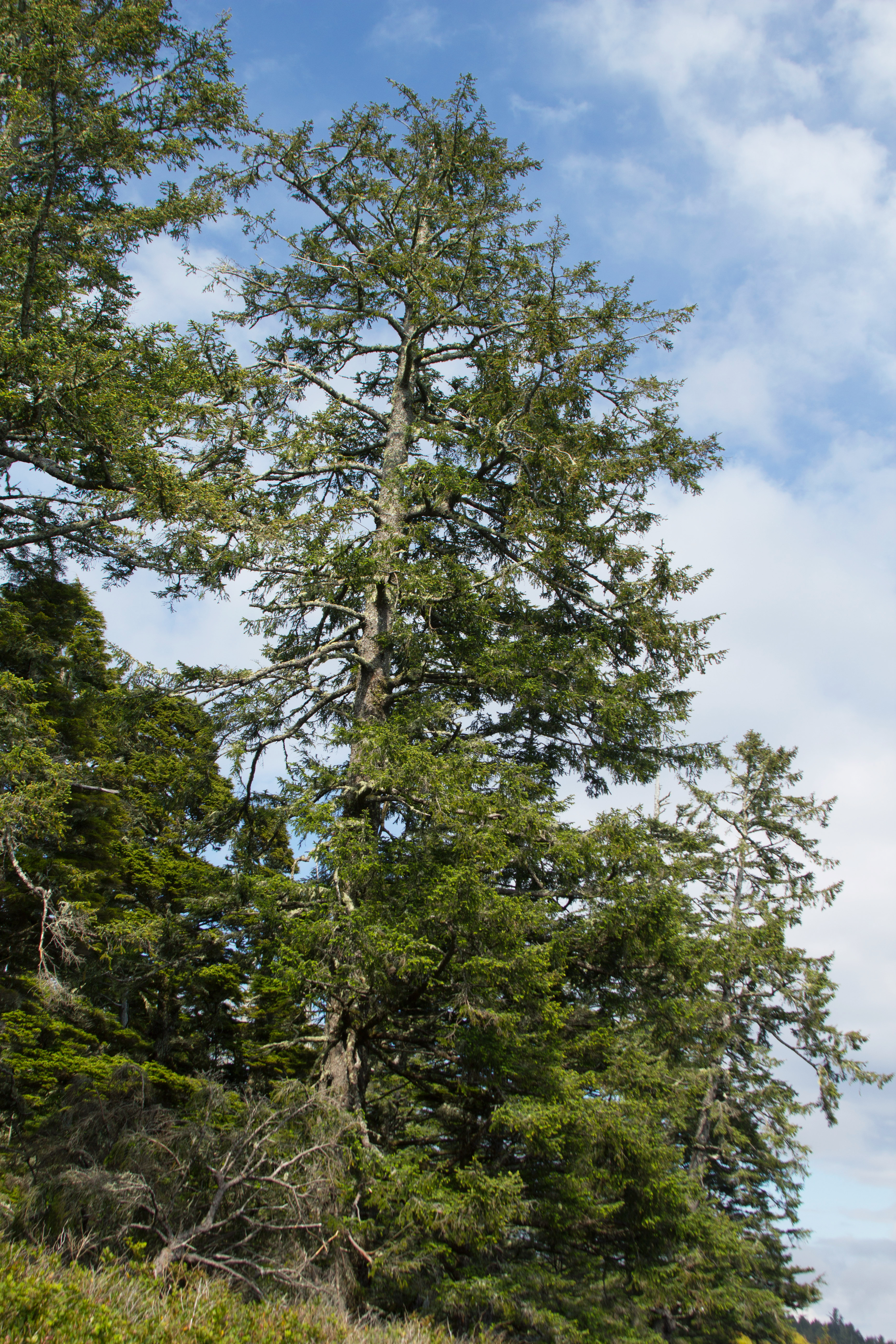 Sitka Spruce photo 6