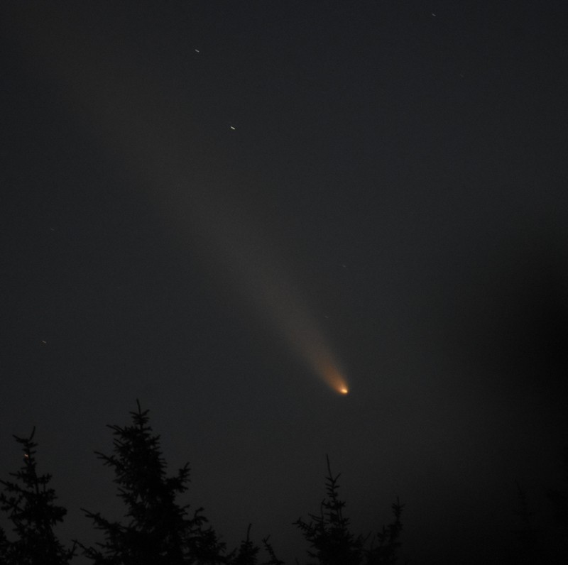 Sitka Spruce photo 3