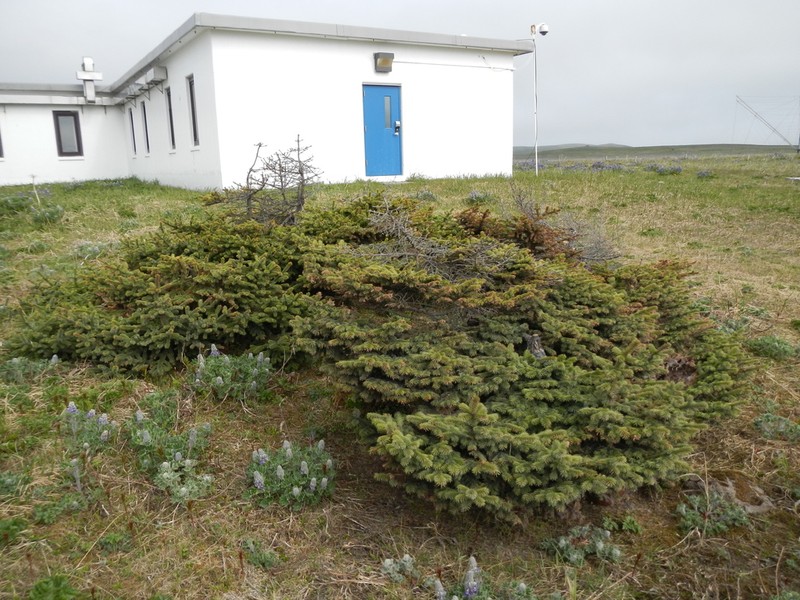 Sitka Spruce photo 4