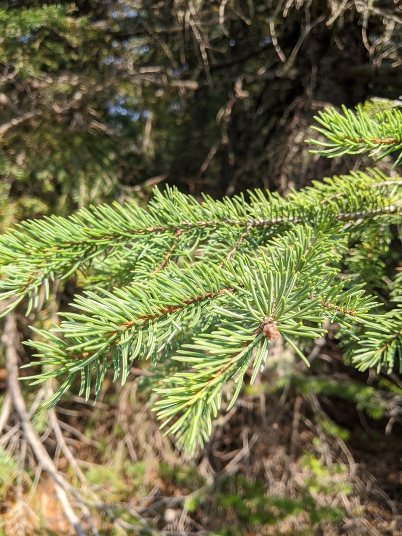Sitka Spruce photo 5