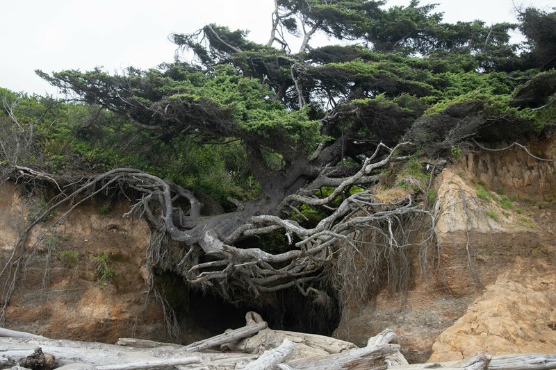 Sitka Spruce photo 6