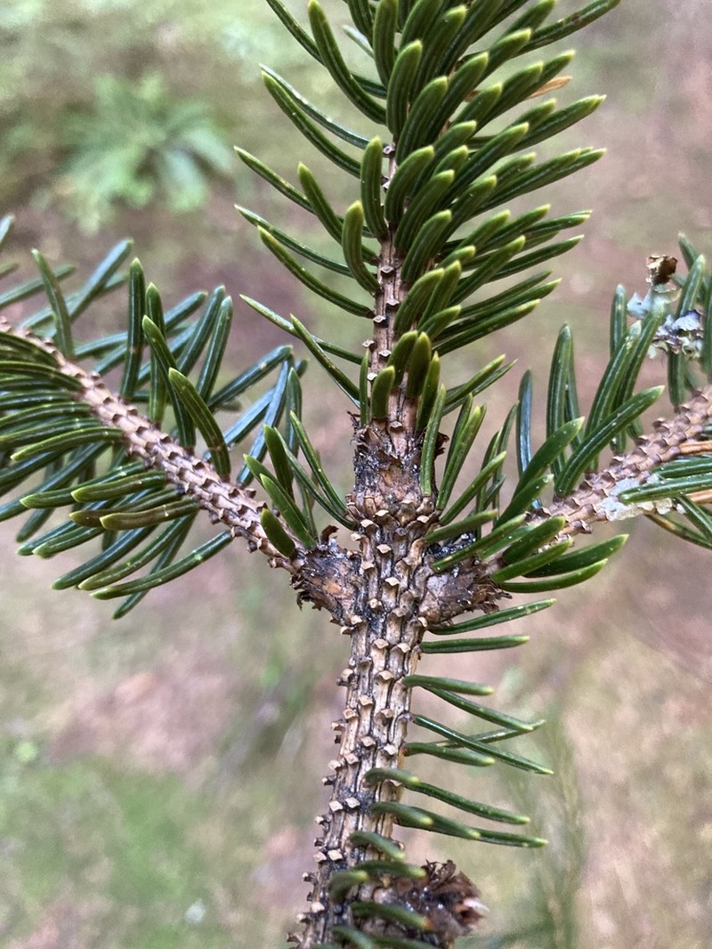 Sitka Spruce photo 7