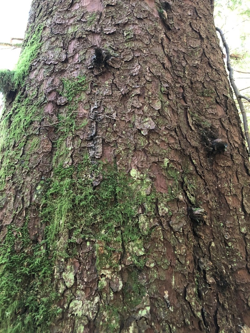 Sitka Spruce photo 8