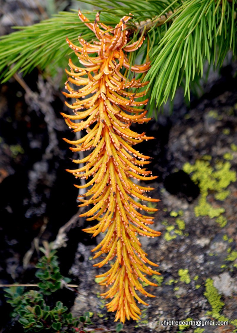 Morinda Spruce photo 3