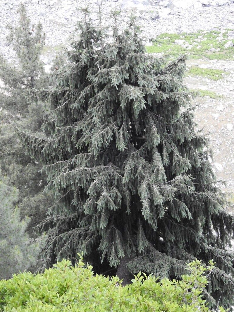 Morinda Spruce photo 4