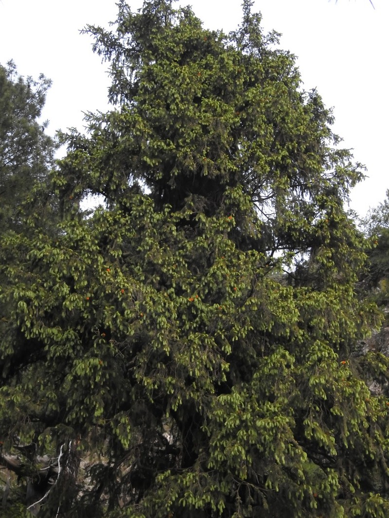 Morinda Spruce photo 5