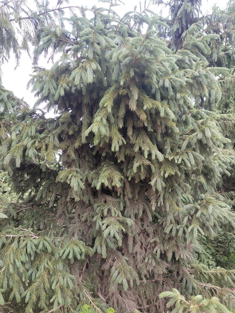 Morinda Spruce photo 6