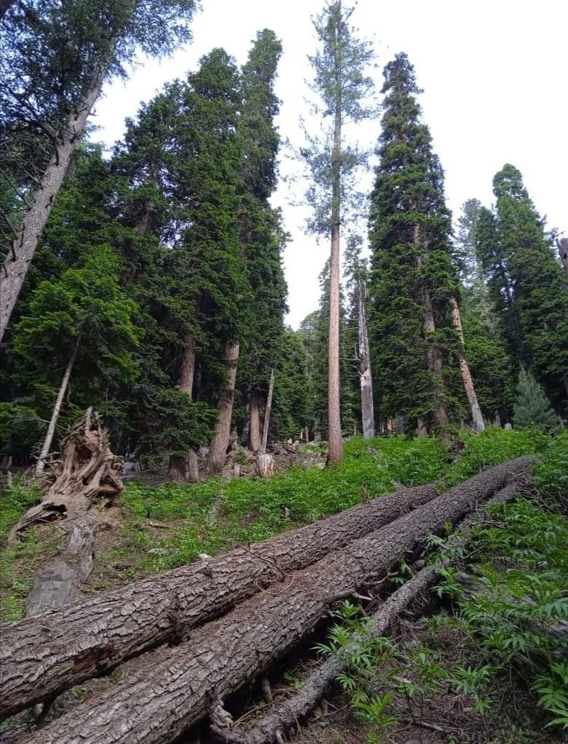 Morinda Spruce photo 7