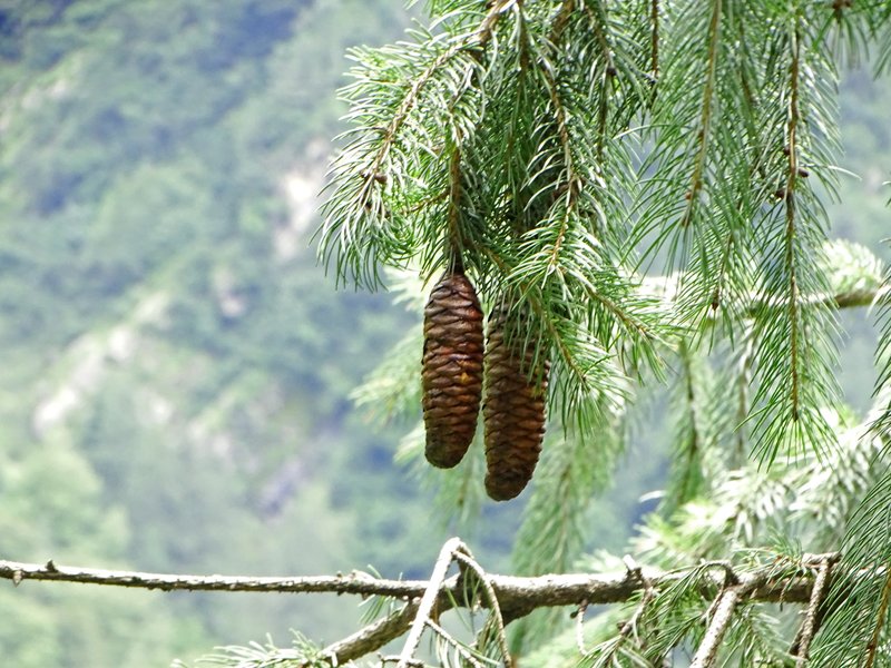 Morinda Spruce