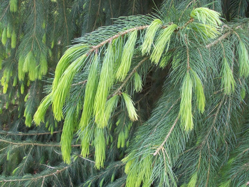 Morinda Spruce photo 2