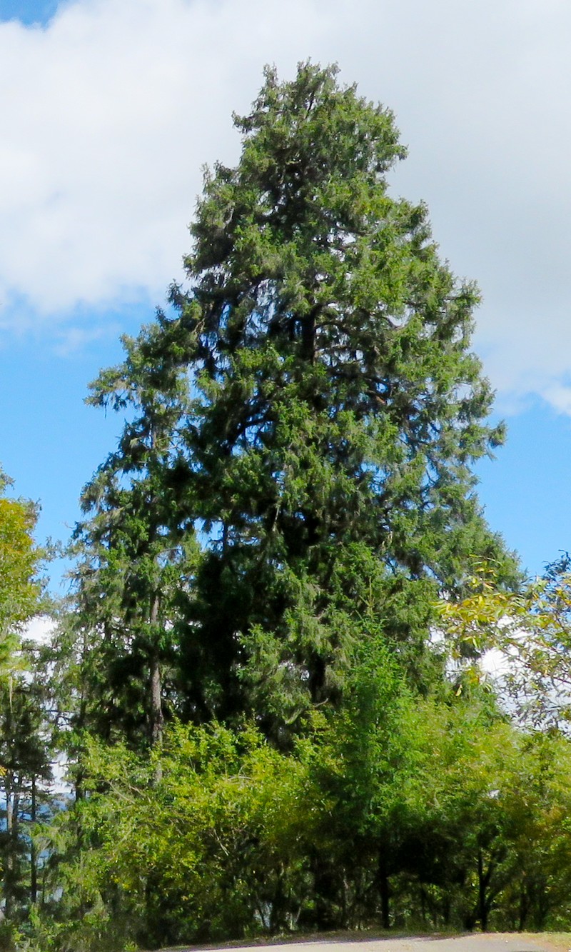 Picea spinulosa