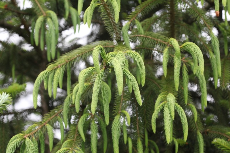 Picea spinulosa photo 2