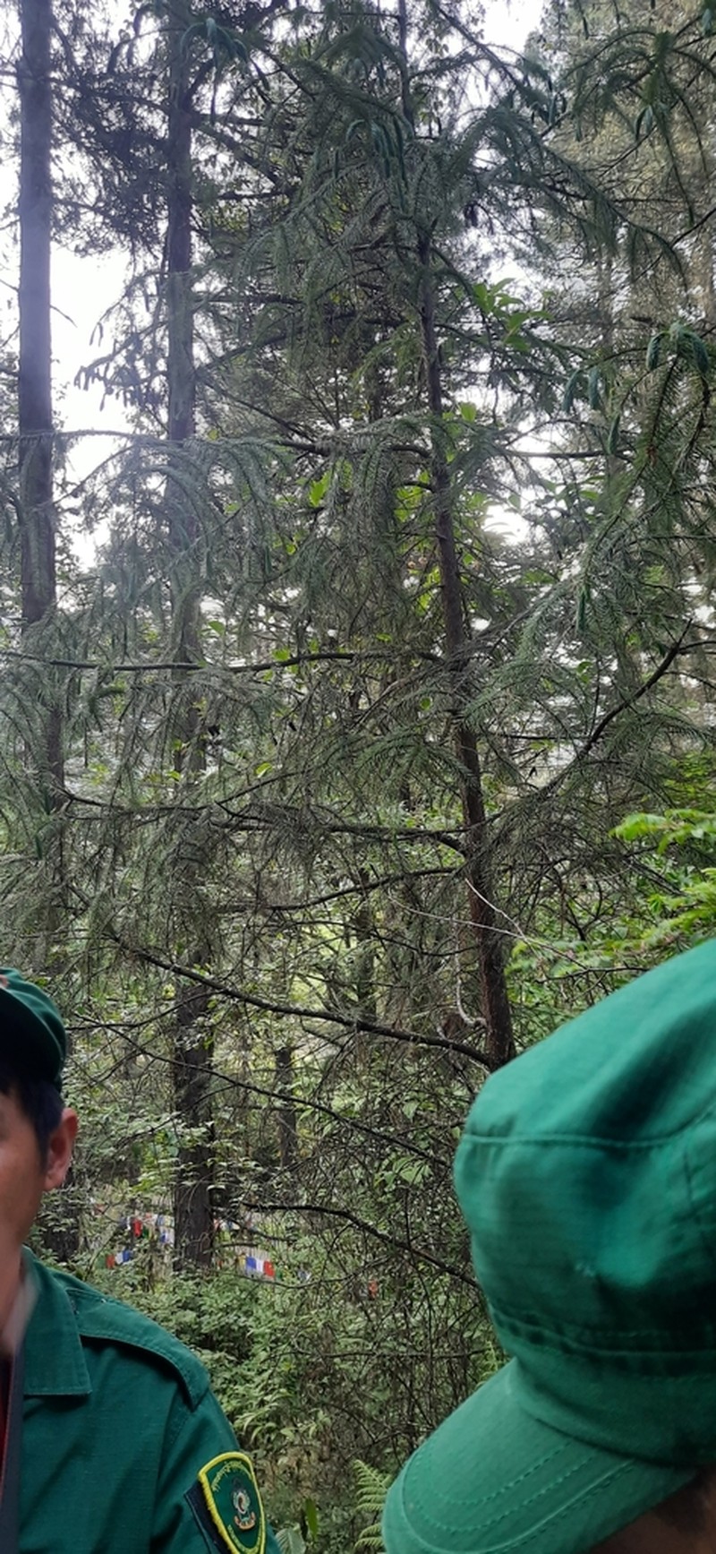 Picea spinulosa photo 3