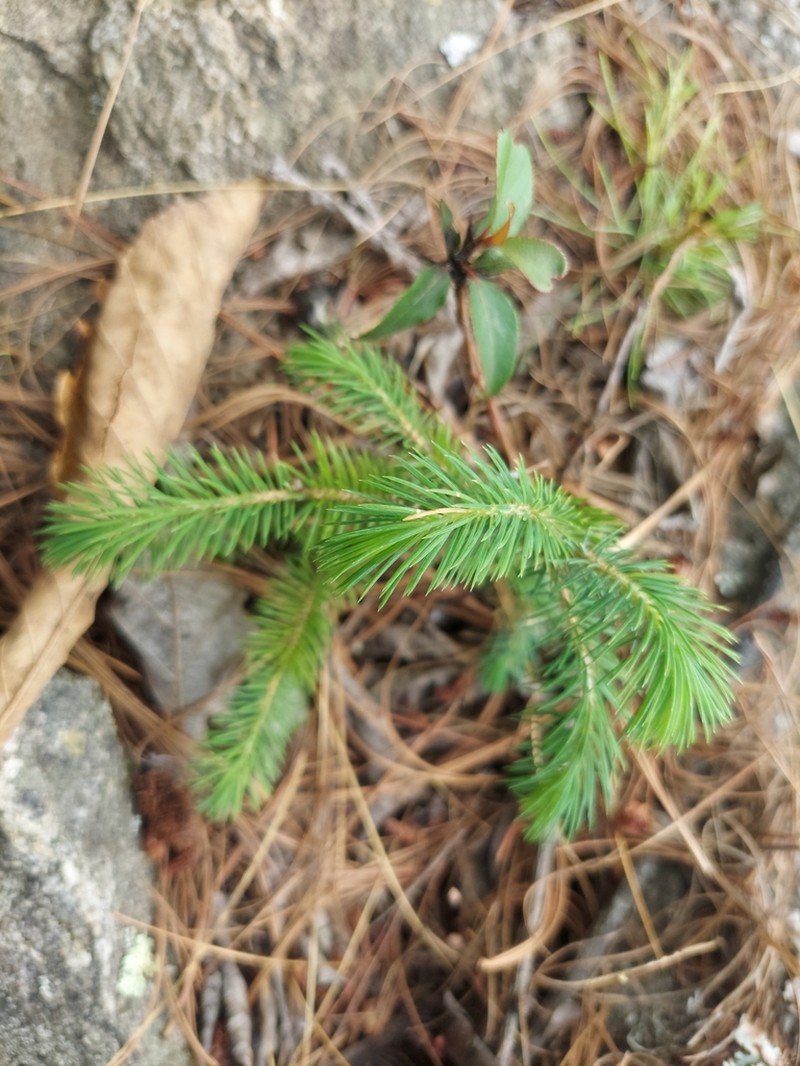 Picea spinulosa photo 4