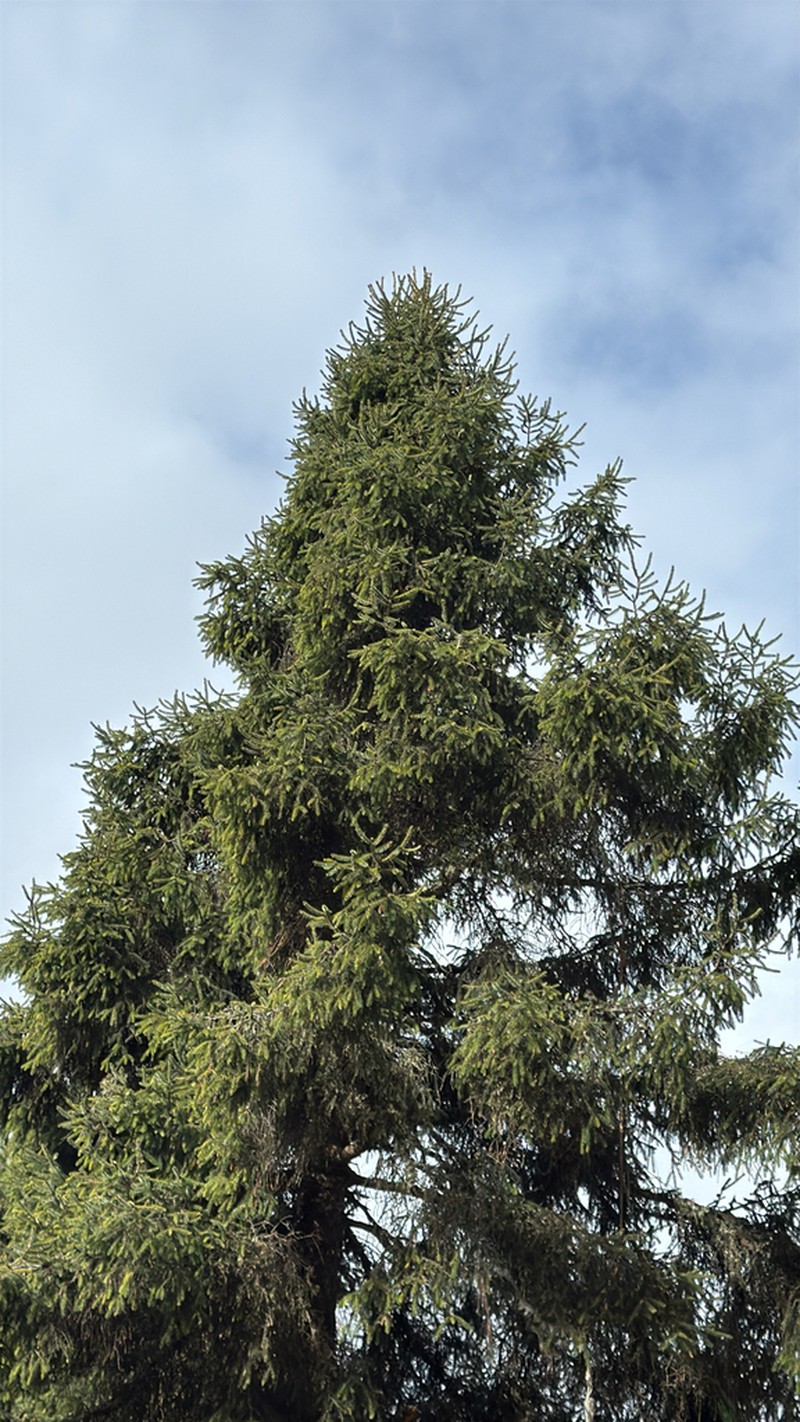 Picea spinulosa photo 5