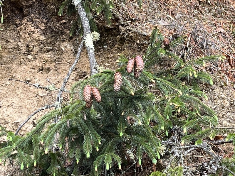 Picea spinulosa photo 6