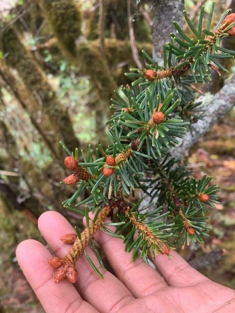 Picea spinulosa photo 7