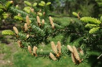Picea wilsonii