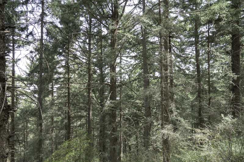 Picea wilsonii photo 2