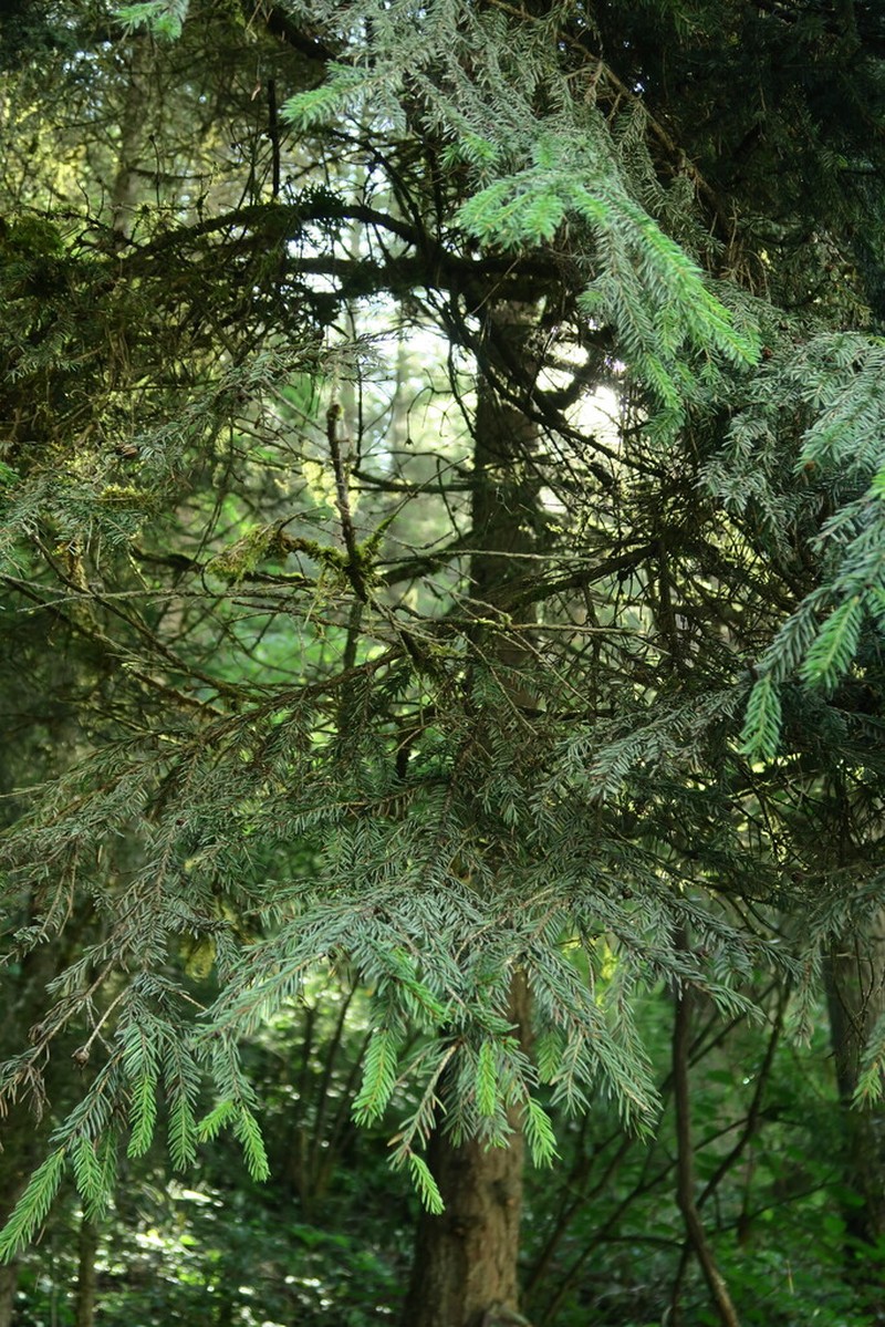 Picea wilsonii photo 3