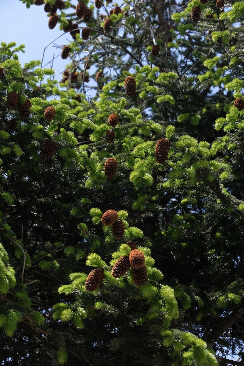 Picea wilsonii photo 4