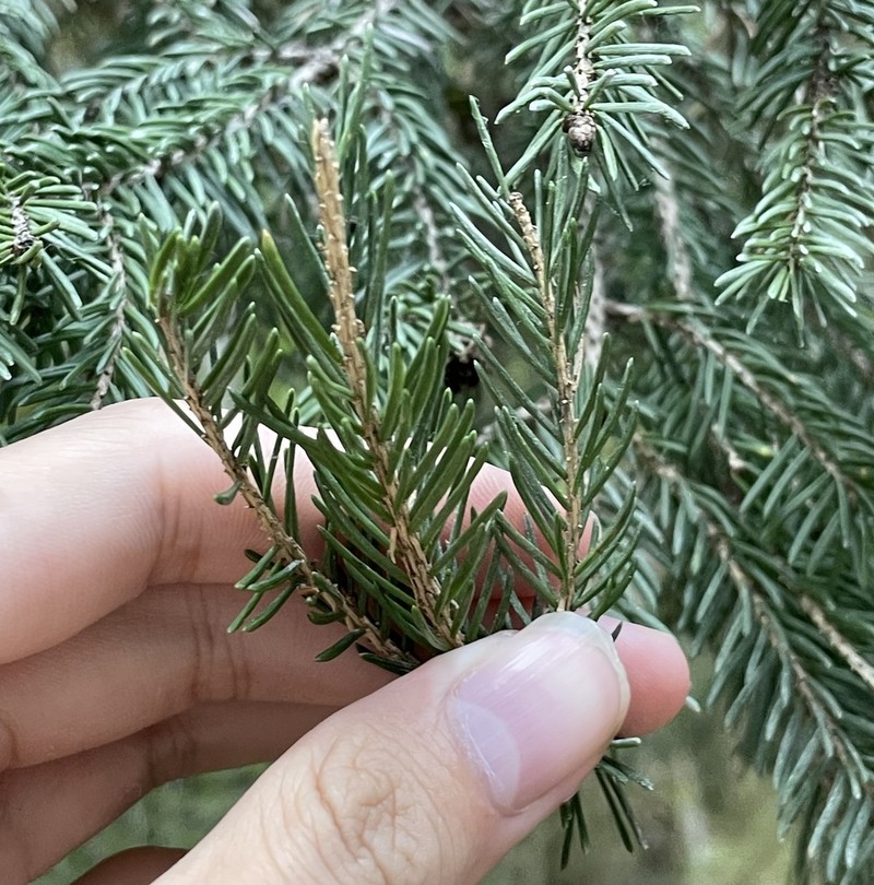 Picea wilsonii photo 5