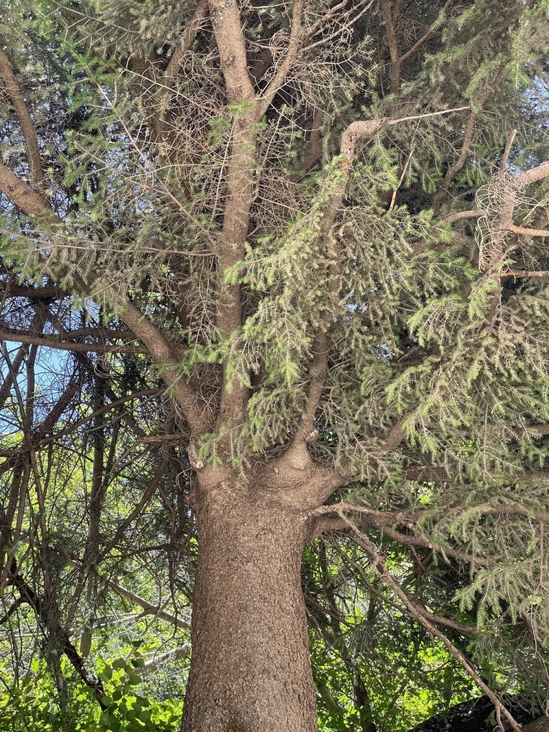 Picea wilsonii photo 6