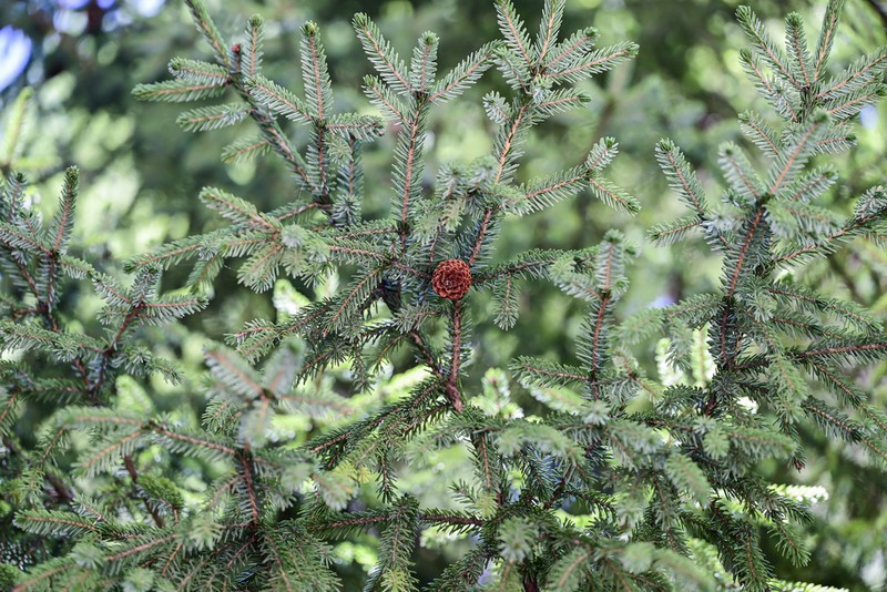 Picea wilsonii photo 7