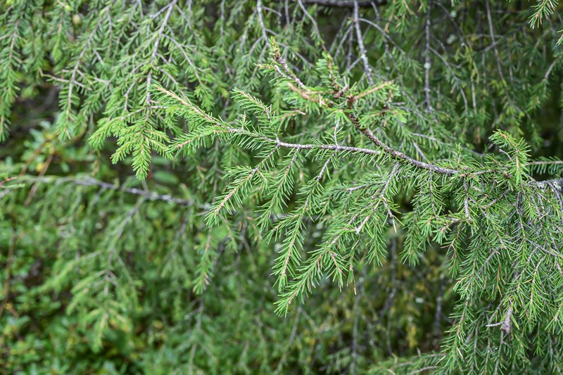 Picea wilsonii photo 8