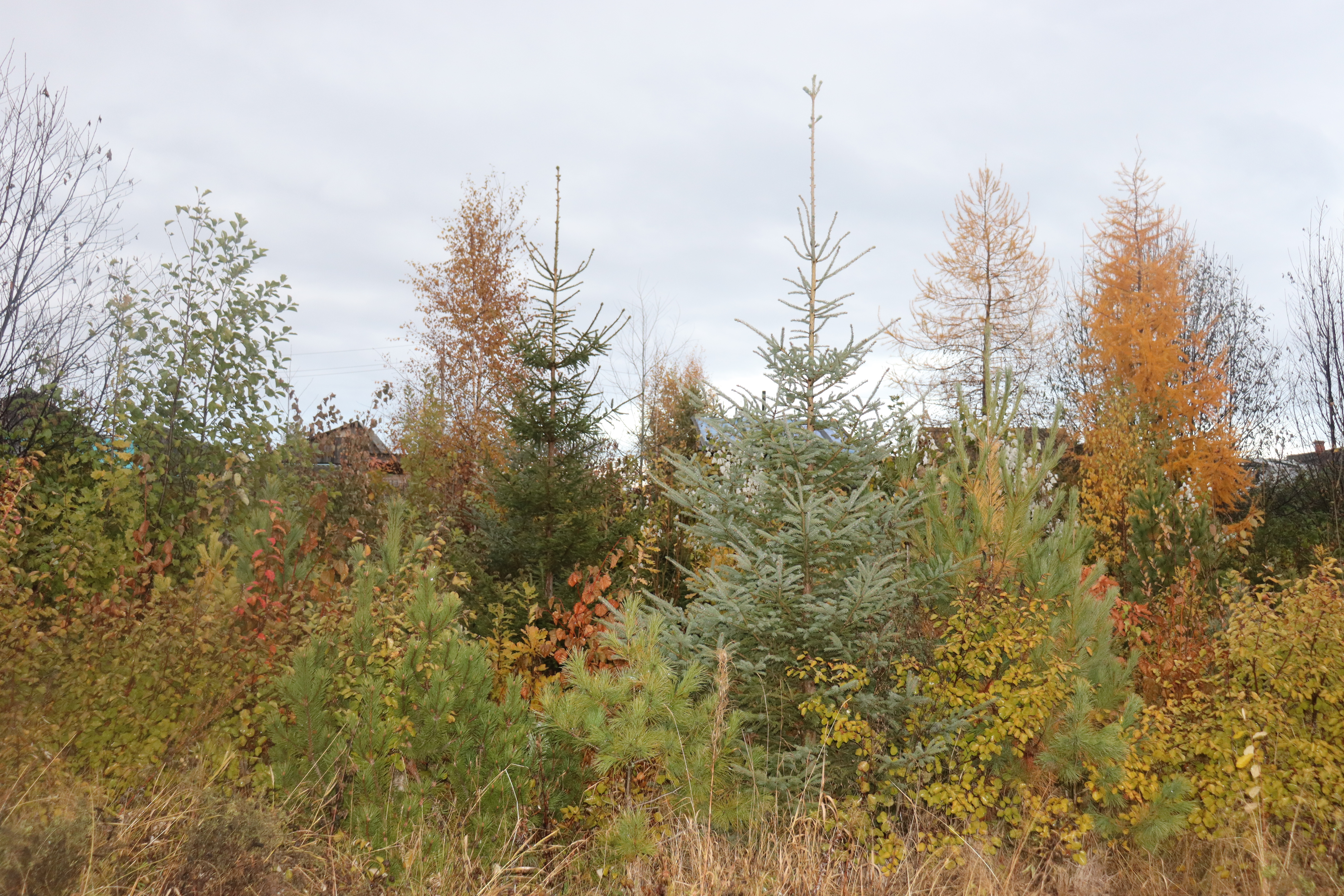 hybrid spruce photo 7