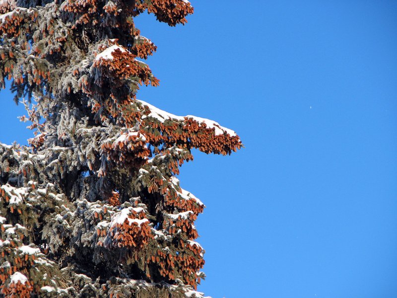 Western White Spruce