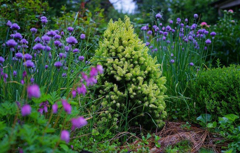Western White Spruce photo 4