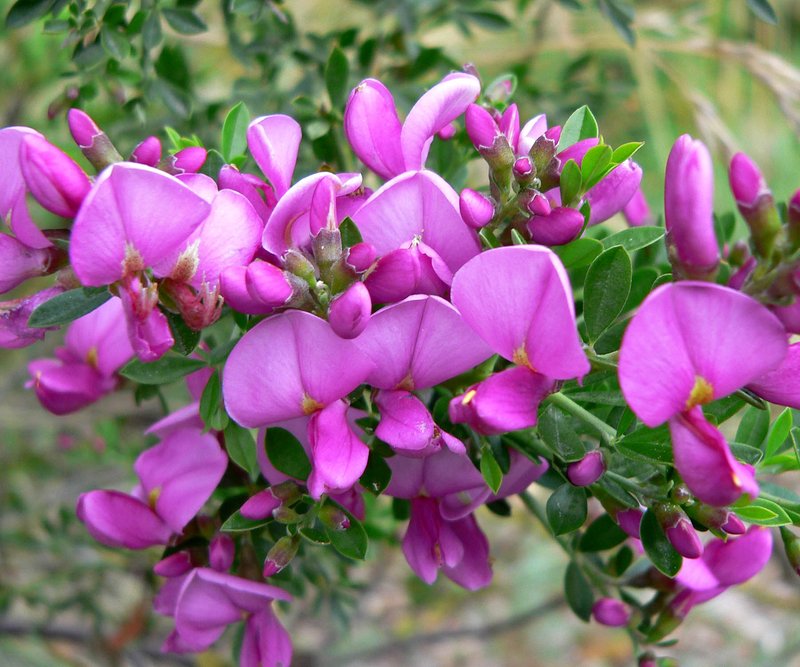 Chaparral Pea