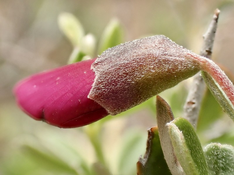 Chaparral Pea photo 2