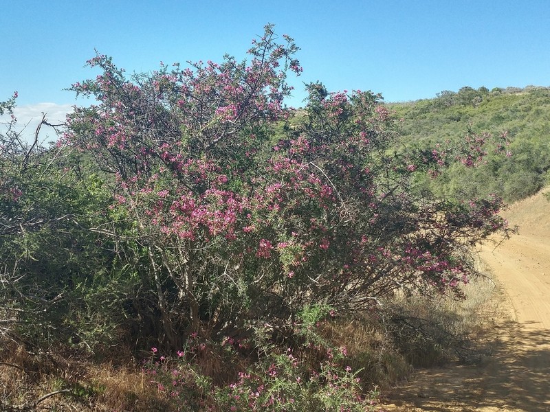 Chaparral Pea photo 3