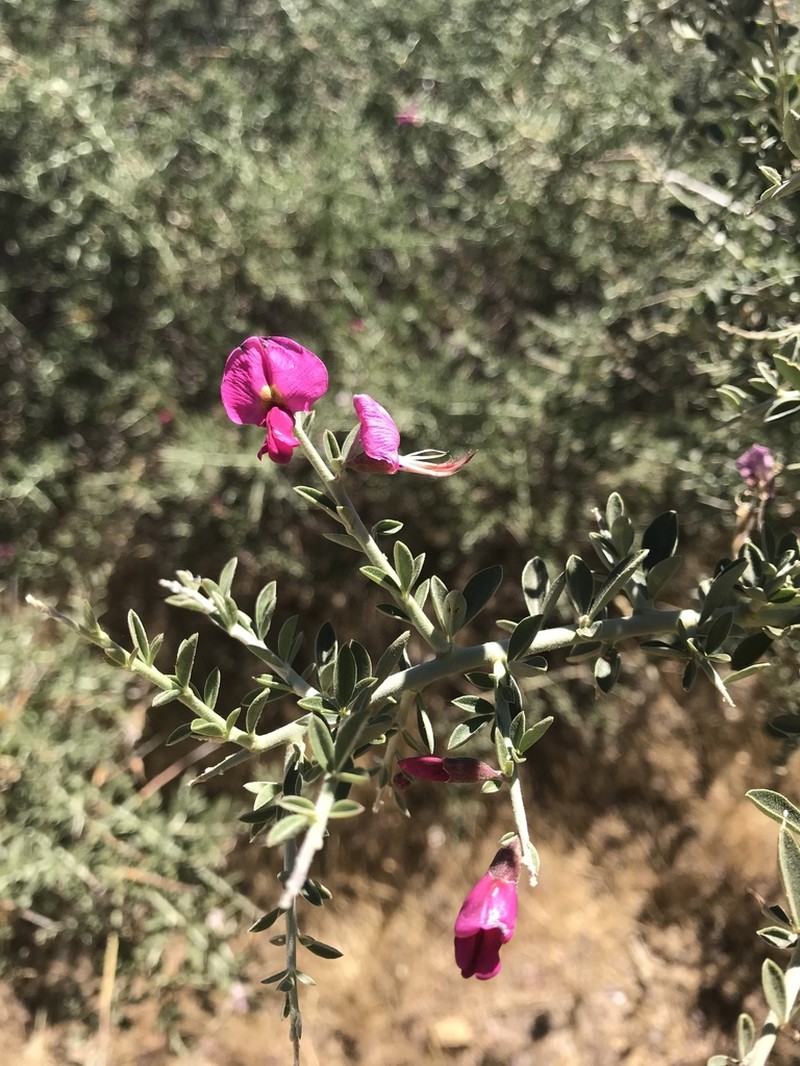 Chaparral Pea photo 4
