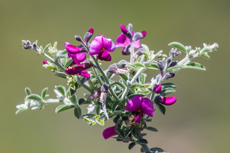 Chaparral Pea photo 5