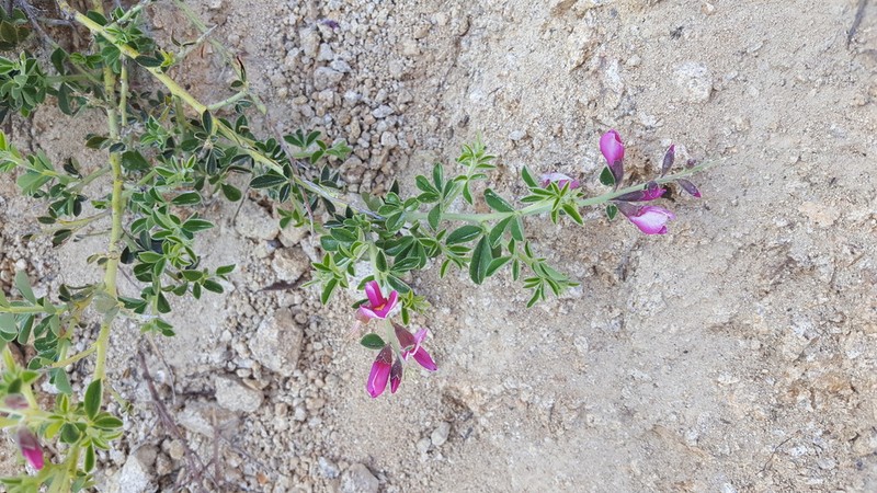 Chaparral Pea photo 6