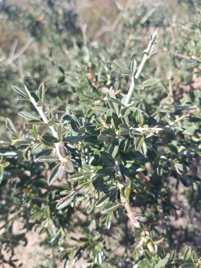 Chaparral Pea photo 7